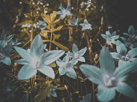 Free Images Nature Blossom Sunlight Leaf Flower Petal Botany