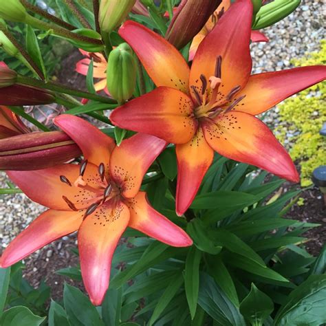 Lilium Royal Sunset Lily Royal Sunset Other In Gardentags Plant