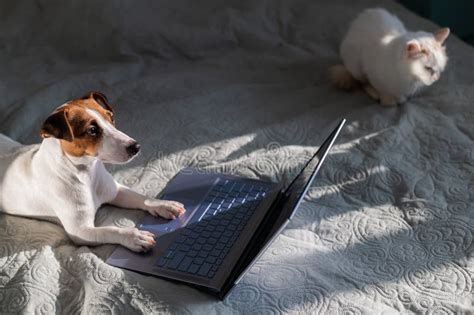 The Dog And The Cat Lie On The Bed Jack Russell Terrier At The Laptop