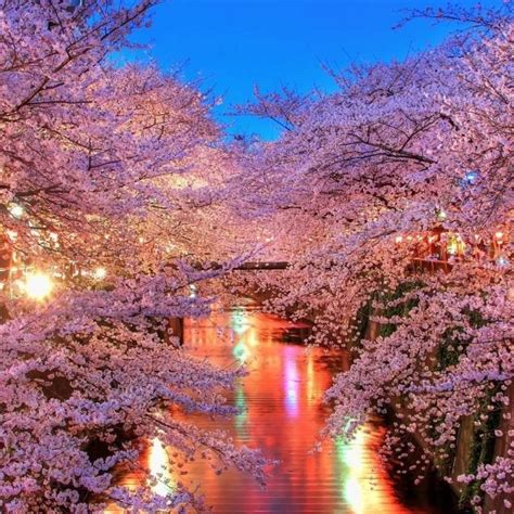 Japanese garden in the autumn. 10 Most Popular Cherry Blossom Wallpaper Desktop 1920X1080 ...