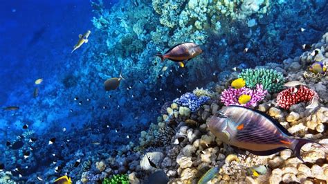 Ocean Seabed Reef Exotic Marine Fish Desktop Wallpaper