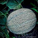 The first way to know when your watermelon is ready to pick is by checking the curly tendril on the stem above the watermelon when the watermelon is ripe the tendril will turn brown and dry up. How to Tell When Cantaloupe is Ready to Harvest