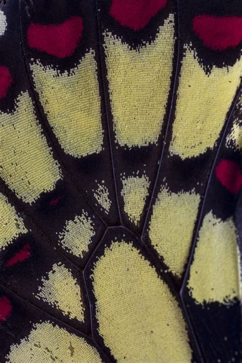 Butterfly Wing Close Up Photograph By Darrell Gulin Butterfly Wings