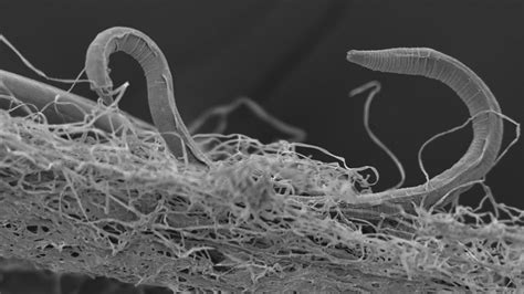 Bbc Bbc Earth Earths Deep Worms