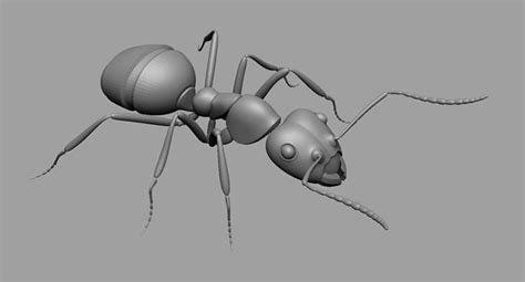 ant ant 3d model cgtrader