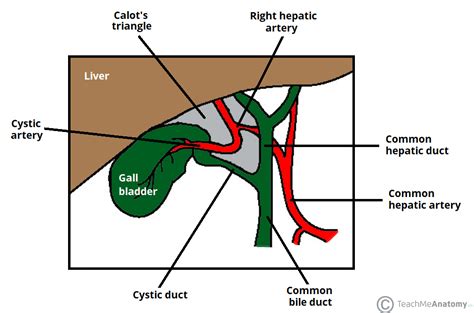 Calots Triangle Borders Contents Cholecystectomy Teachmeanatomy