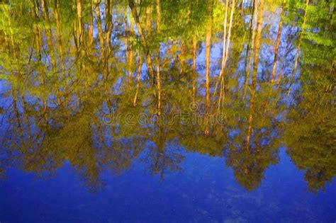 Forest Reflection In Water Surface Spring Evening Warm Weather Stock