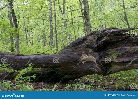 Large Fallen Tree Stump Stock Image 45124459
