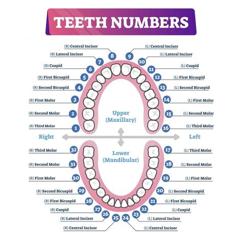 Tooth Number Chart Dental Charting Tooth Chart Dental Assistant Study