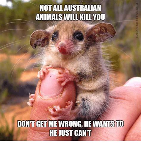 Not All Australian Animals Will Kill You 0 Dont Get Me Wrong He Wants