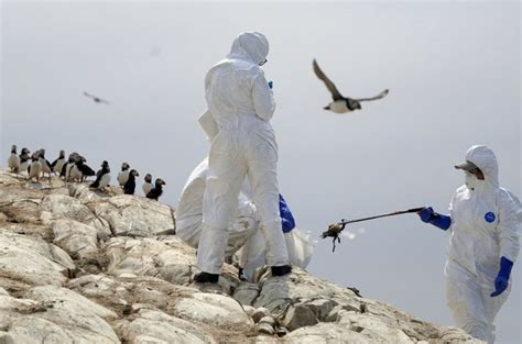 Heart Breaking News As Avian Flu Ravages Seabird Colonies At Sites Across Wales The