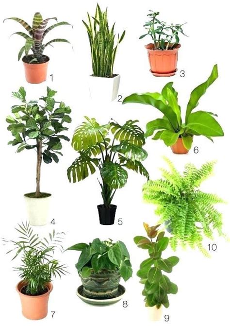 Best Office Plants No Sunlight Indoor Flowering Low Light