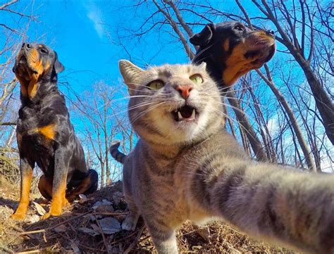 Cat Taking Selfies With Dogs ~ Pict Art
