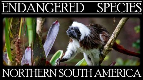 Endangered Species In Northern South America Youtube