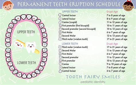 Permanent Teeth Eruption Timetable Sorident Hot Sex Picture