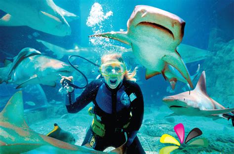 Underwater World Sea Life Aquarium And Mooloolaba Day Trip From Gold