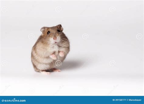 Hamster De Brown Image Stock Image Du Fond Sottise 39158777