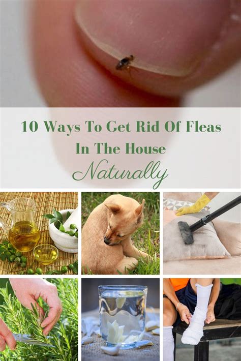 how to get rid of resistant fleas