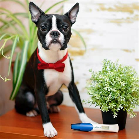 15 Reasons Why Boston Terriers Are The Best Dogs Ever Page 4 Of 5