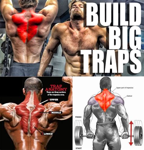 How To Traps Exercises Video And Guide