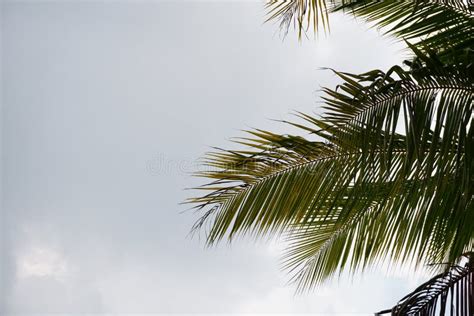 Coconut Palm Trees In Perspective Stock Image Image Of Dominican