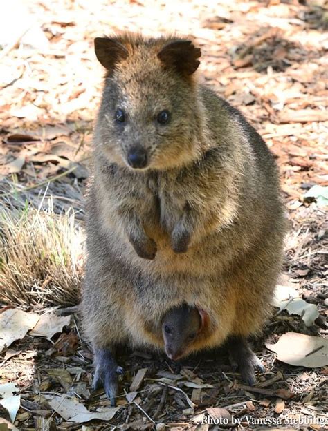 Quokka And Baby Mother And Baby Animals Baby Animals