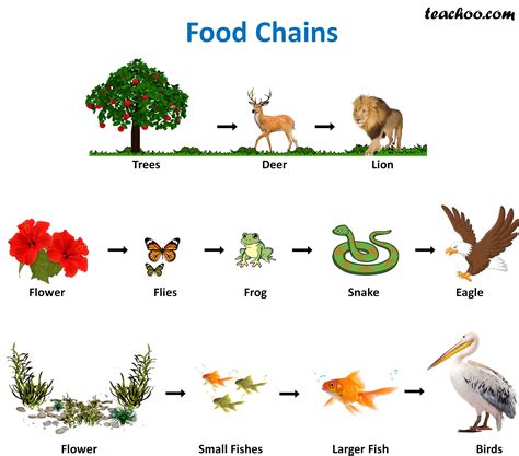 Food Chain And Food Web Definition Diagram And Examples Biologysir