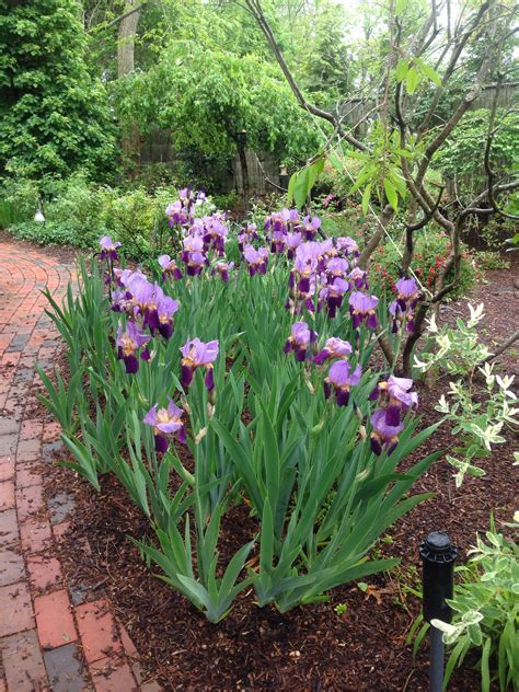 Irises My Favorite Daylily Garden Iris Garden Garden Trellis