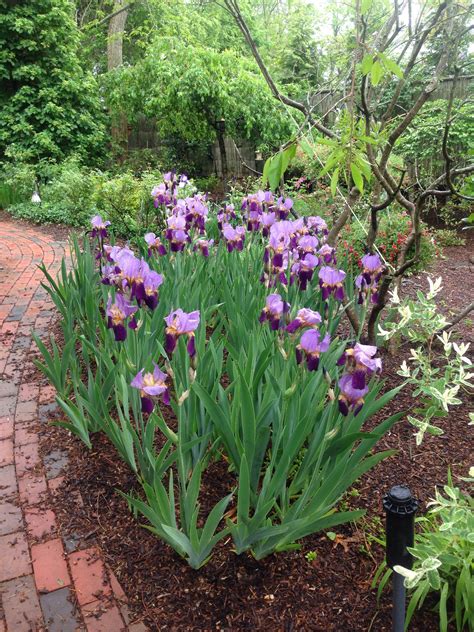 Irises Front Yard Garden Design Front Yard Plants Front Yard Flowers