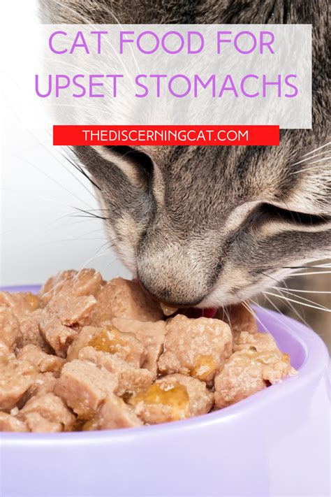 How to keep your cat from being bored. Cat Food for Upset Stomachs | Upset stomach food, Homemade ...