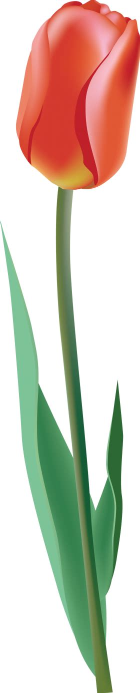 Tulip Png Image Purepng Free Transparent Cc0 Png Image Library