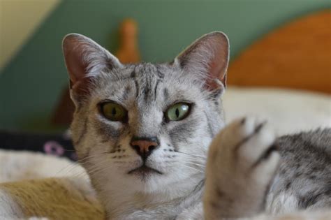 Google has many special features to help you find exactly what you're looking for. Egyptian Mau - Facts and Information - VioVet
