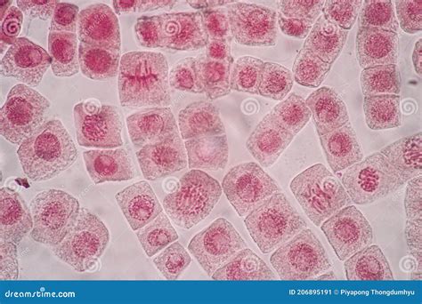 Cell Division And Cell Cycle Under The Microscope Stock Image Image