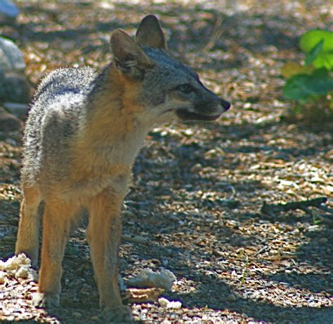Young California Grey Fox Always Watchful Sniffing The Ai Flickr