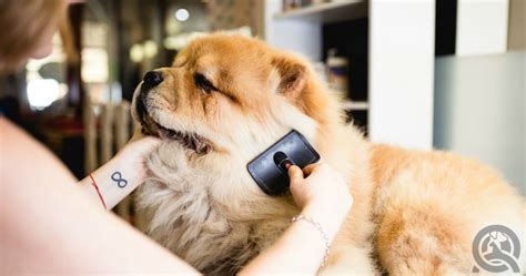 A state farm renters insurance policy provides liability coverage if someone files a lawsuit for bodily injury or property damage. Insurance for Dog Groomers: What You Need to Know - QC Pet ...