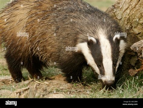 Male Badger Hi Res Stock Photography And Images Alamy