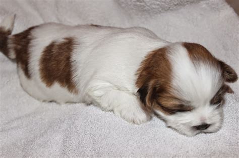Lhasa Apso Pennys Pups From Birth To New Homes Pennys Pups Lhasa