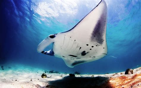 Manta Ray Wallpaper And Background Image 1728x1080 Id266747