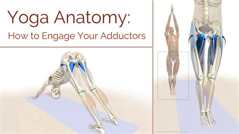 Yoga Anatomy How To Engage Your Adductors Yogauonline