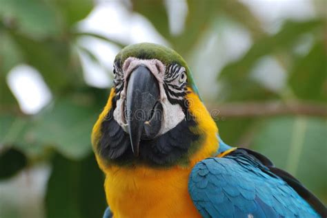 Fantastic Face Blue Gold Macaw Bird Stock Photos Free And Royalty Free