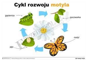 Schemat Przedstawia Cykl Rozwojowy Motyla Modraszka Ktorego Gasienica