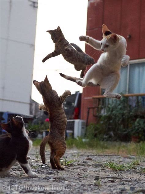 Ninja Cats Caught Japanese Photographer While Training Funny Cat