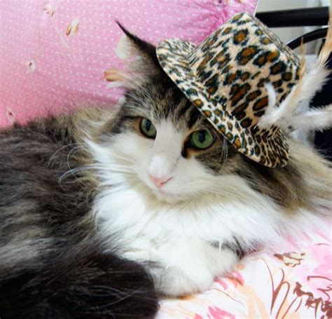 Here Are Five Feline Hat Styles To Inspire You To Get Into The Swing Of