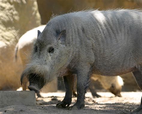 Filebornean Bearded Pig