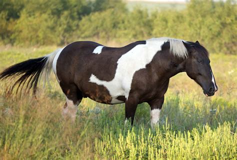 Study: Many Owners Don't Realize Their Horses are Fat - The Horse