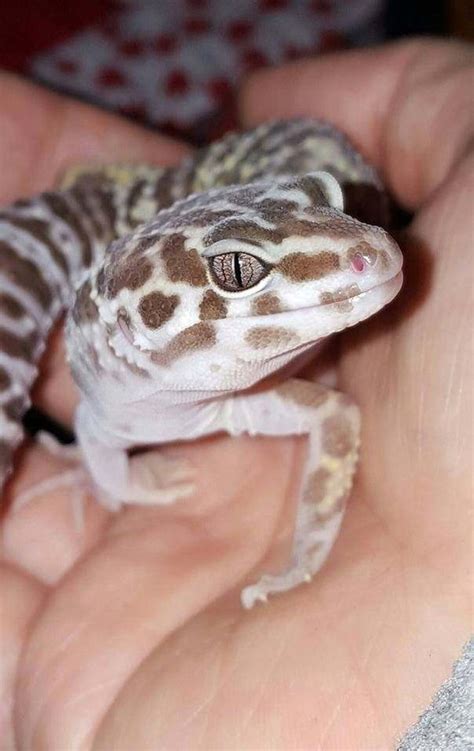 What Are Leopard Geckos Like As Pets Quora