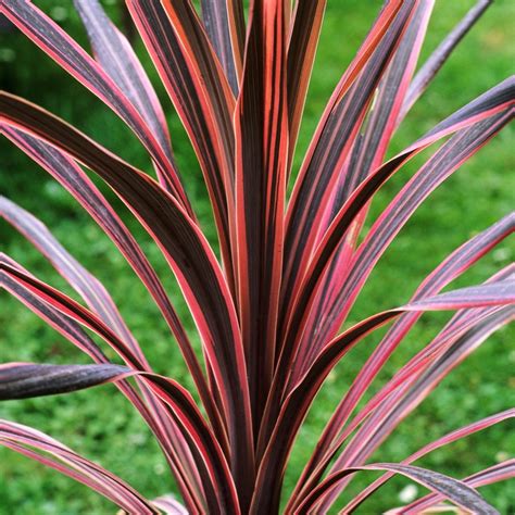 Cordyline Southern Splendour Grass Shrub For Sale Free Uk Delivery
