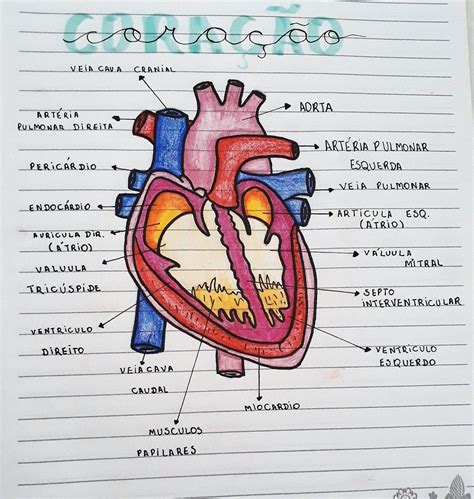 Coração Anatomia Desenho Para Colorir Edukita