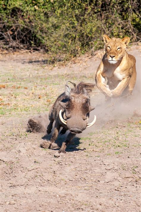 How Fast Can A Warthog Run Top Speed And Other Interesting Facts
