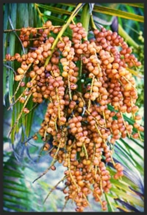 Heavy precipitation can also result in limes that are turning yellow on the tree. How to Identify Species of Palm Trees